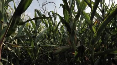 Walking through field of corn. Agricultural life. Green leaves of corn. Hiding in huge field of corn.