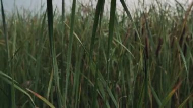 Rainy weather. Water drops. It is raining over the lake. Reed.