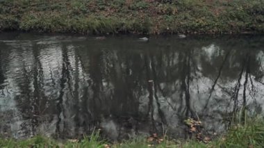Five ducks on the lake. Male ducks. Wild ducks cross the lake. Nature beauty. A lot of ducks in the reed. A group of quacks.