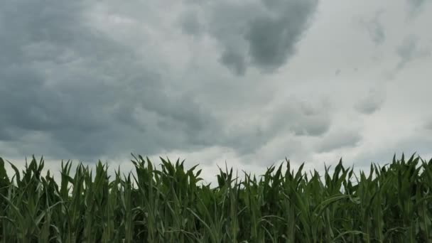 Dramatic Sky Corn Field Green Leaves Corn Slow Motion Video — стоковое видео