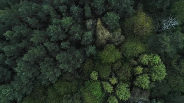 Drone Fly Trees Top View Forest View Forest Drone Height — Αρχείο Βίντεο