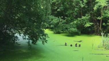 Wild ducks sit on a wooden board in the middle of the river. A river covered with duckweed.