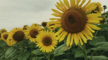 Bee collecting pollen sunflower 4k. Yellow and beautiful sunflower.