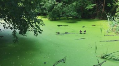 Four Wild Ducks in the middle of the River
