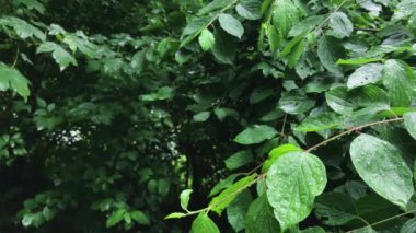 Beautiful Background of Raindrops on the green Leaves.
