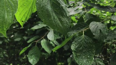 Forest during the Rain. Beautiful Background of leaves during the Rain.
