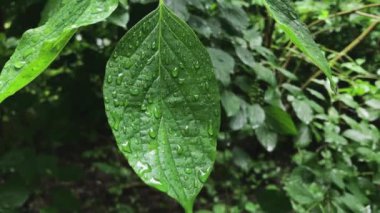 Raindrops on the Surface of a Leaf. Forest during the Rain.