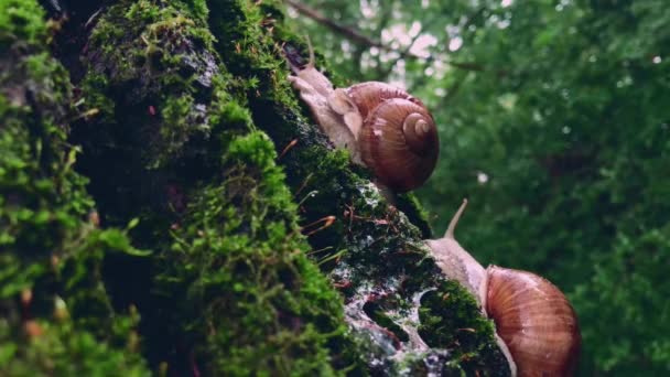 Close Footage Two Snails Crawl Mossy Tree Trunk — ストック動画