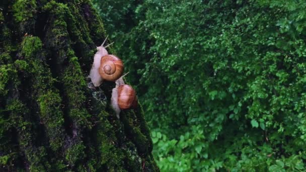 Sincere Love Two Snails Two Snails Bark Tree — Stockvideo