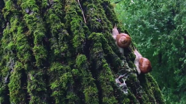Camera Slowly Zooms Two Snails Crawling Bark Tree — ストック動画