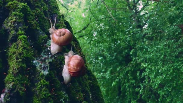 Beautiful Image Two Snails — ストック動画