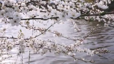 Blooming Tree over the Lake