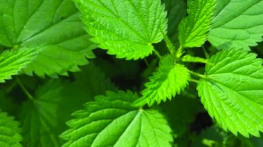 Close Up footage of Nettle. Tendrils on Nettle Leaves.