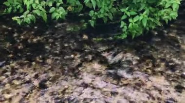 Fresh Spring Water. Greenery over the Water. A Source of clean and fresh Water.