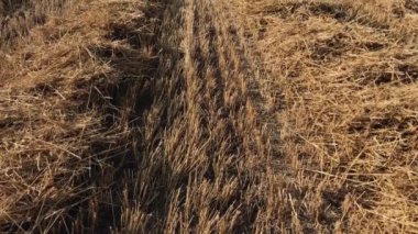 Golden Stubble glistens in the Sun. Field after Harvest. Agriculture and Farming.