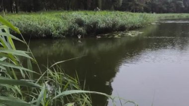 Vahşi Ördekler suda. İki ördek. Kasvetli hava ve sabahın erken saatleri.