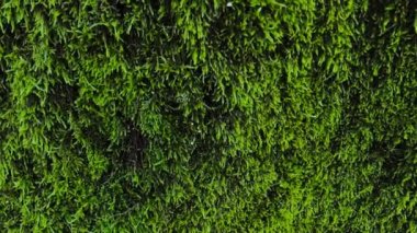Moss 'un dokusu. Orman Yosunu 'nun Doku Resmi.