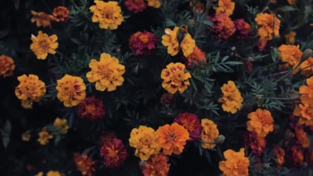 Fantastisk Höst Bakgrund Bakgrund Bakgrund Vackra Apelsin Och Bourgogne Blommor — Stockvideo
