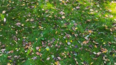 Sonbahar Yaprakları. Çimen dokusu Sonbahar Yaprakları ile kaplı.