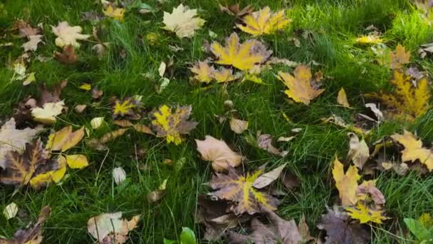 Achtergrond Van Herfst Videobeelden Gele Bladeren Grond — Stockvideo