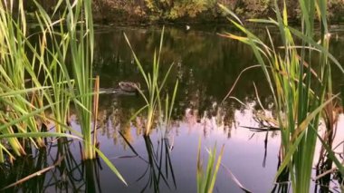 Reed yakınlarında yüzen bir ördek. Park Gölü 'ndeki Vahşi Ördekler.