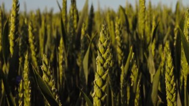 Yeşil Buğday Kulakları 'nın yakın çekim görüntüleri. Tarım Endüstrisi. Yeşil Buğday.