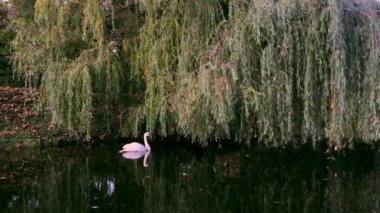 Güzel beyaz bir kuğu Söğüt yapraklarının altında saklanıyor..