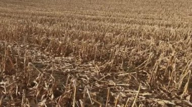 Hasat edilen mısır tarlası. Tarladaki Mısır Sakalı.