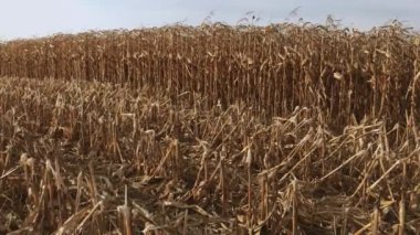 Yarım yamalak mısır tarlası. Kahverengi Mısır Tarlası.