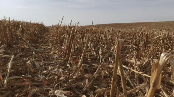 옥수수 수확할 — 비디오