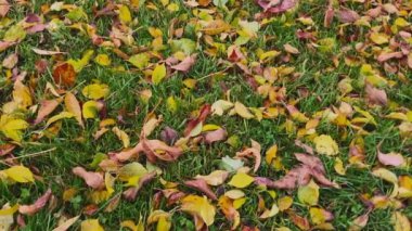 Sonbahar yaprakları yere dokusuna.
