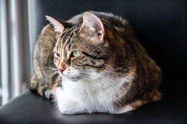 Un chat assis sur une chaise see de Devant lui