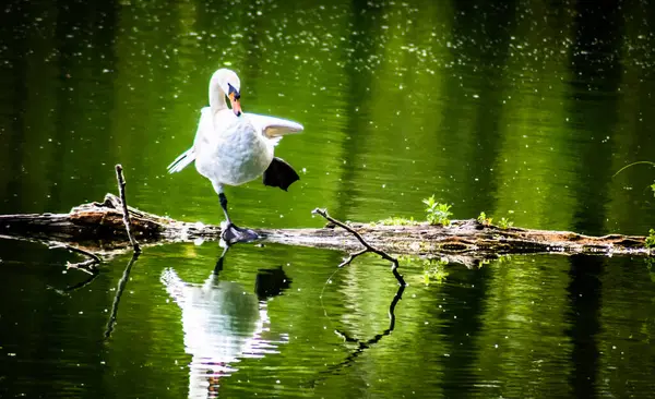 Un cygne debout une brache d 'arbre