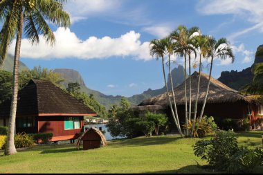 Palmiye ağaçları ve yeşil otlarla güzel tropikal bir manzara