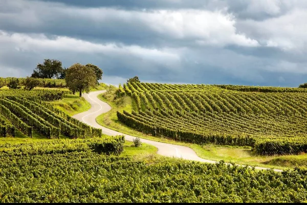 Vineyards Countryside Tuscany — Stock Photo, Image