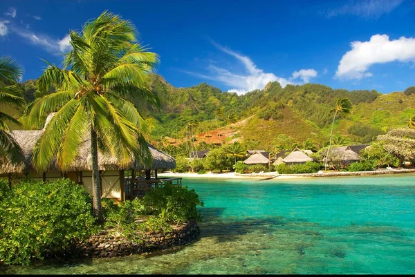 Beautiful Tropical Beach Palm Trees Blue Sky — Stock Photo, Image