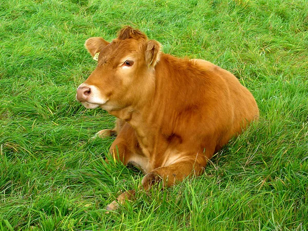 Grön Betesmark — Stockfoto