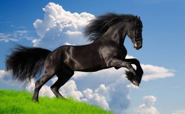 Cheval dans la nature 