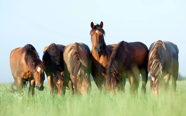 Chevaux Dans Nature — 스톡 사진