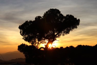 atardecer detras del arbol