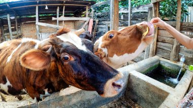 Dilleri dışarıda üç Afrika ineği.