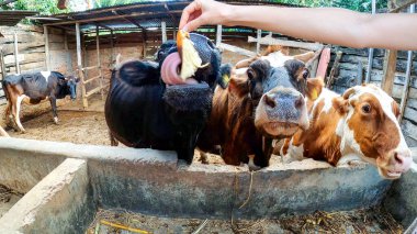 Dilleri dışarıda üç Afrika ineği.