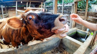 Dilleri dışarıda üç Afrika ineği.