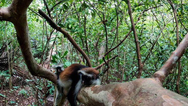 Bosque Jozani Zanzíbar Tanzania Monos Colobos Rojos Bosque Foto Alta — Foto de Stock