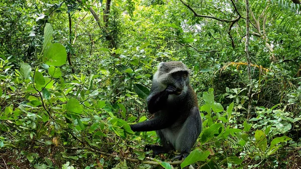 Ormanda Jozani Ormanı Zanzibar Tanzanya Mavi Maymun. Yüksek kalite fotoğraf