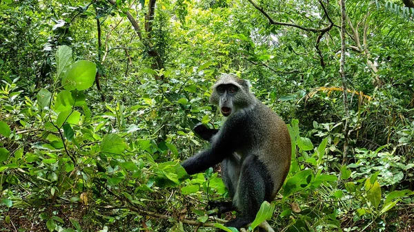 Las Jozani Zanzibar Tanzania Niebieska Małpa Lesie Wysokiej Jakości Zdjęcie — Zdjęcie stockowe