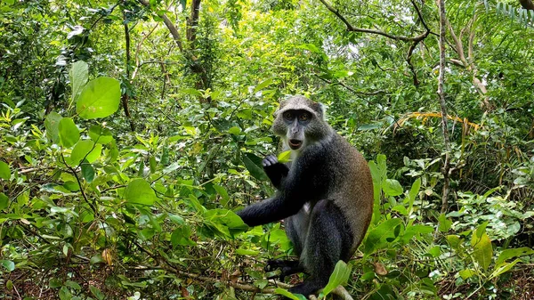 Las Jozani Zanzibar Tanzania Niebieska Małpa Lesie Wysokiej Jakości Zdjęcie — Zdjęcie stockowe