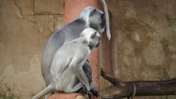 Hulman-Langur monkey in hannover sitting on a rock Close Up also Hulman Grey. High quality photo