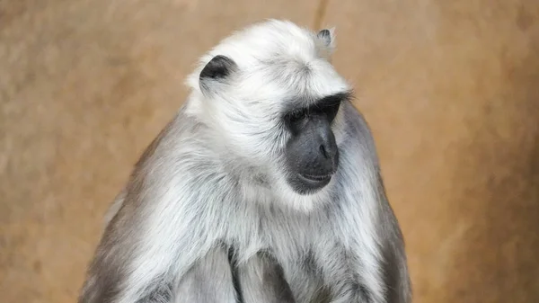 Macaco Hulman Langur Hannover Sentado Uma Rocha Close Também Hulman — Fotografia de Stock