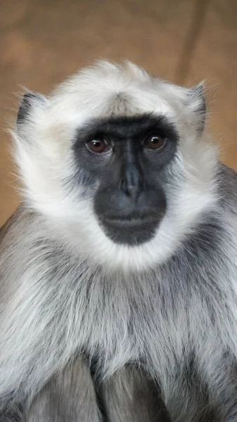 Mono Hulman Langur Hannover Sentado Una Roca Close También Hulman — Foto de Stock